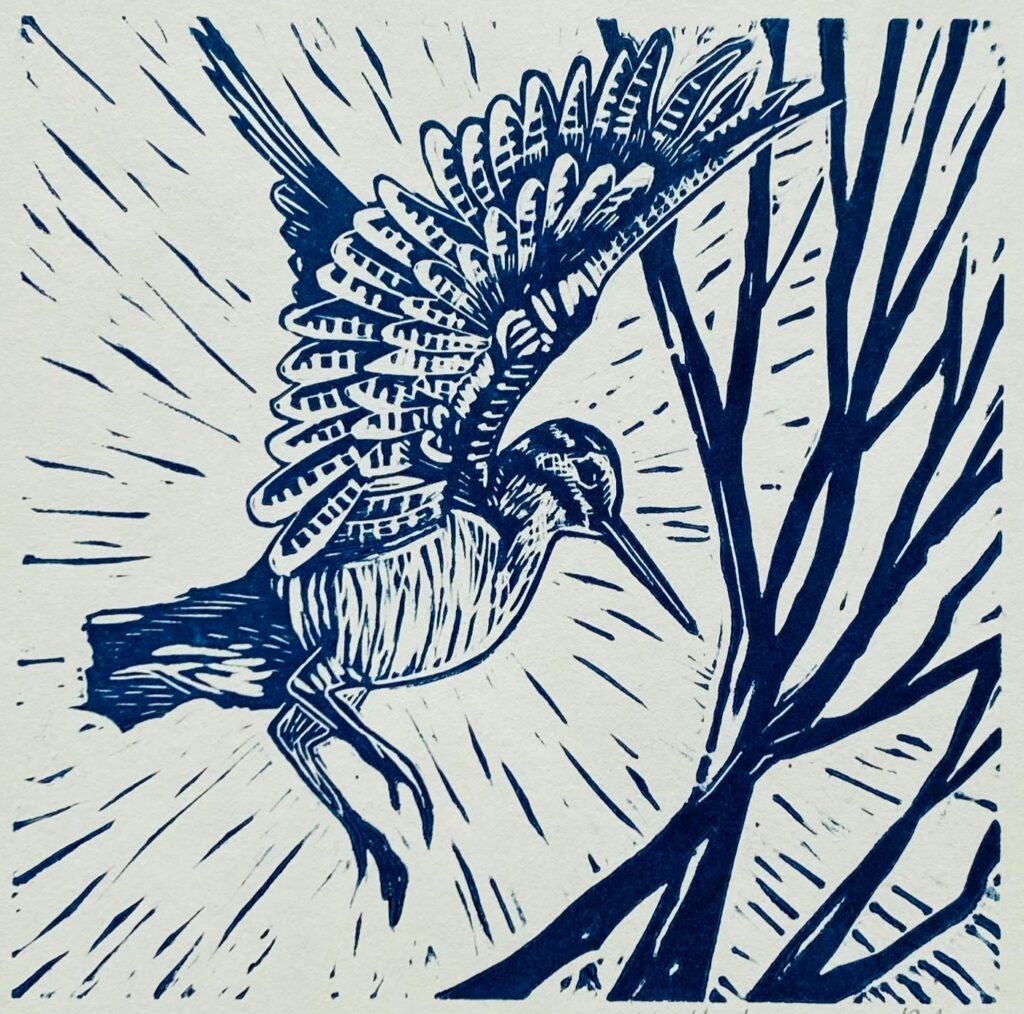 bécasse